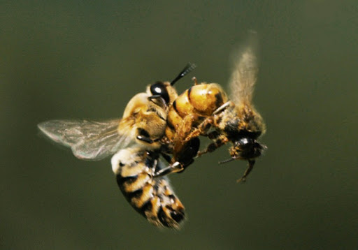Zangano fecundando a abeja reina en Vuelo Nupcial