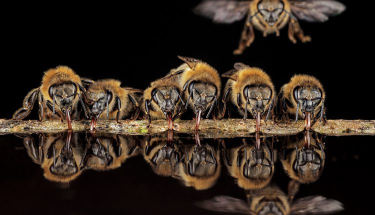 Con lenguas tubulares, las abejas del oeste de Langen, Alemania, sorben el agua para llevarla de regreso a su nido, donde será utilizada para el control de la temperatura.