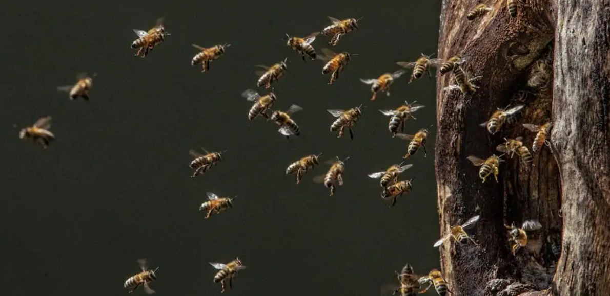 Las abejas llegan a su nido en una cavidad de árbol creada y abandonada hace mucho tiempo por un pájaro carpintero negro.