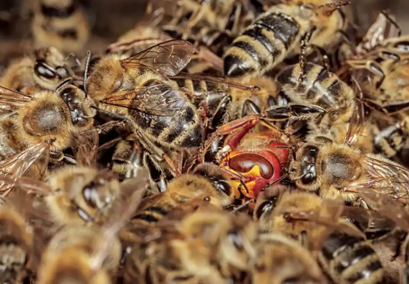 Entonces las abejas trabajan rápidamente sus músculos de vuelo para generar calor. La temperatura corporal del avispón aumenta hasta que sucumbe al calor.
